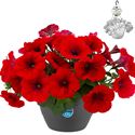 Bild von HP27 o.kl. Petunia Red